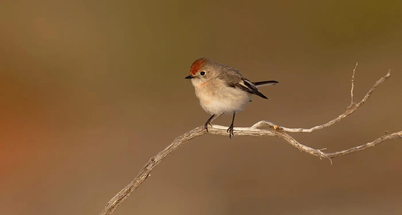 Not always easy to identify – the Red-capped Robin