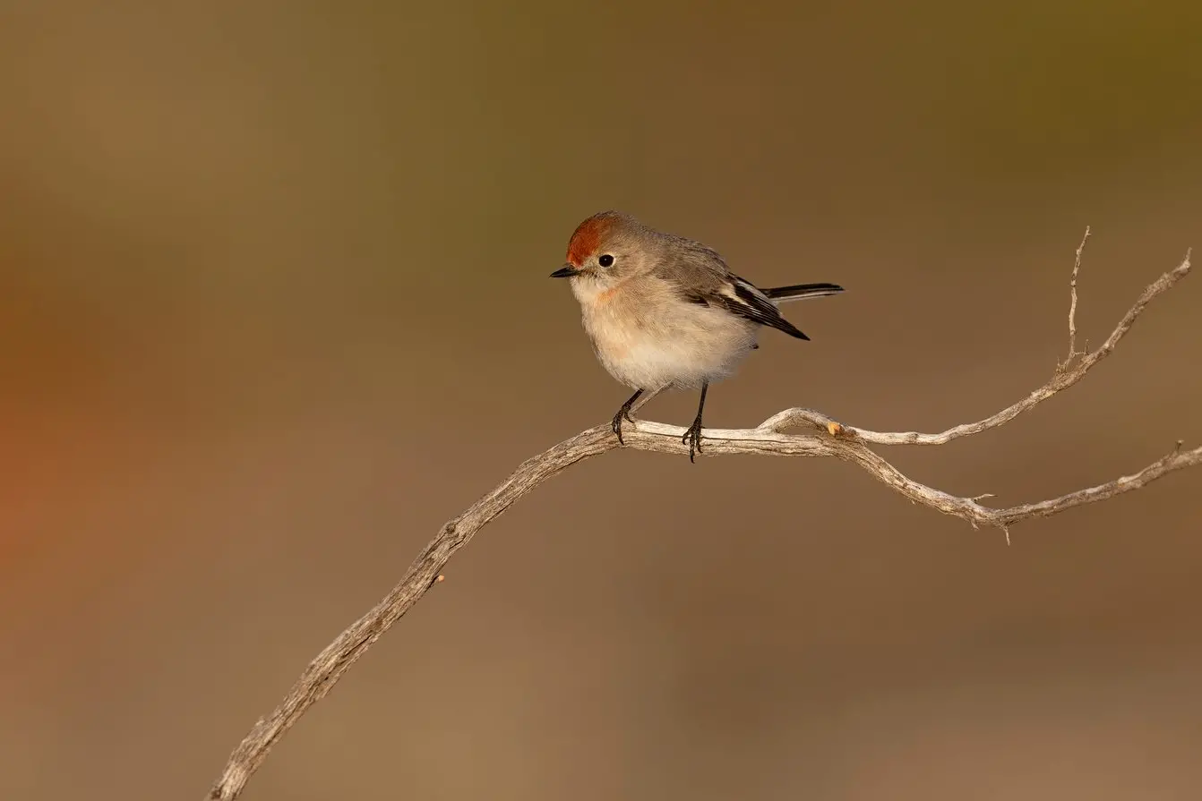 LITTLE RED: A young male Red-capped Robin. At maturity, it will develop into its distinctive bold black and red plumage.\\nPHOTO: Chris Tzaros (Birds Bush and Beyond)\\n