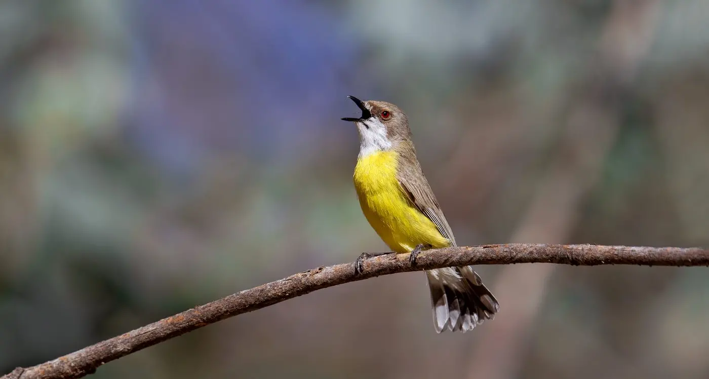 Sweet songster – the White-throated Gerygone