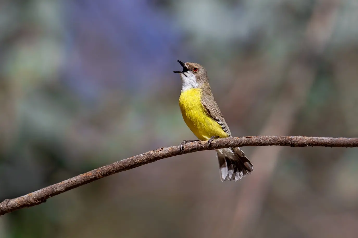 MUSIC TO OUR EARS: One of the sweetest sounds of spring \\u2013 a White-throated Gerygone belting out its beautiful song. PHOTO: Chris Tzaros (Birds Bush and Beyond)