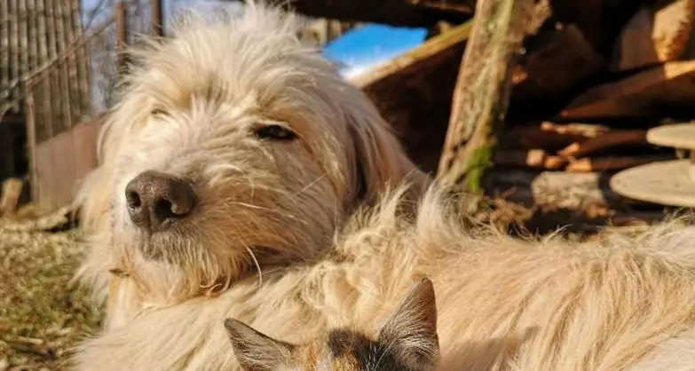 Keep your pets safe and sound