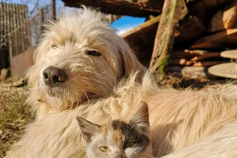 SNUGGLE TIME: Council is establishing a new plan to increase the number of pet registrations and return more to owners if they\\'re lost.