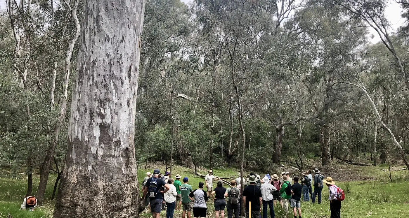 Talk and walk highlight importance of large old trees