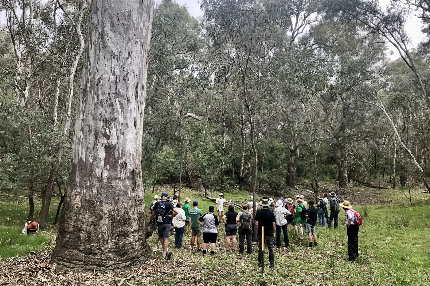 RIVER RED GUM: Participants in a Landcare walk and talk stop at a shallow natural wetland near the Wangaratta Rifle Club surrounded by old growth trees which may be up to 800 years old. PHOTO: Ian Davidson