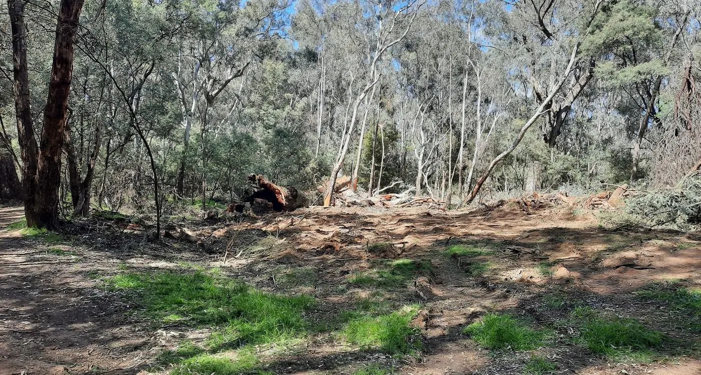 Loss of culturally significant tree devastates community