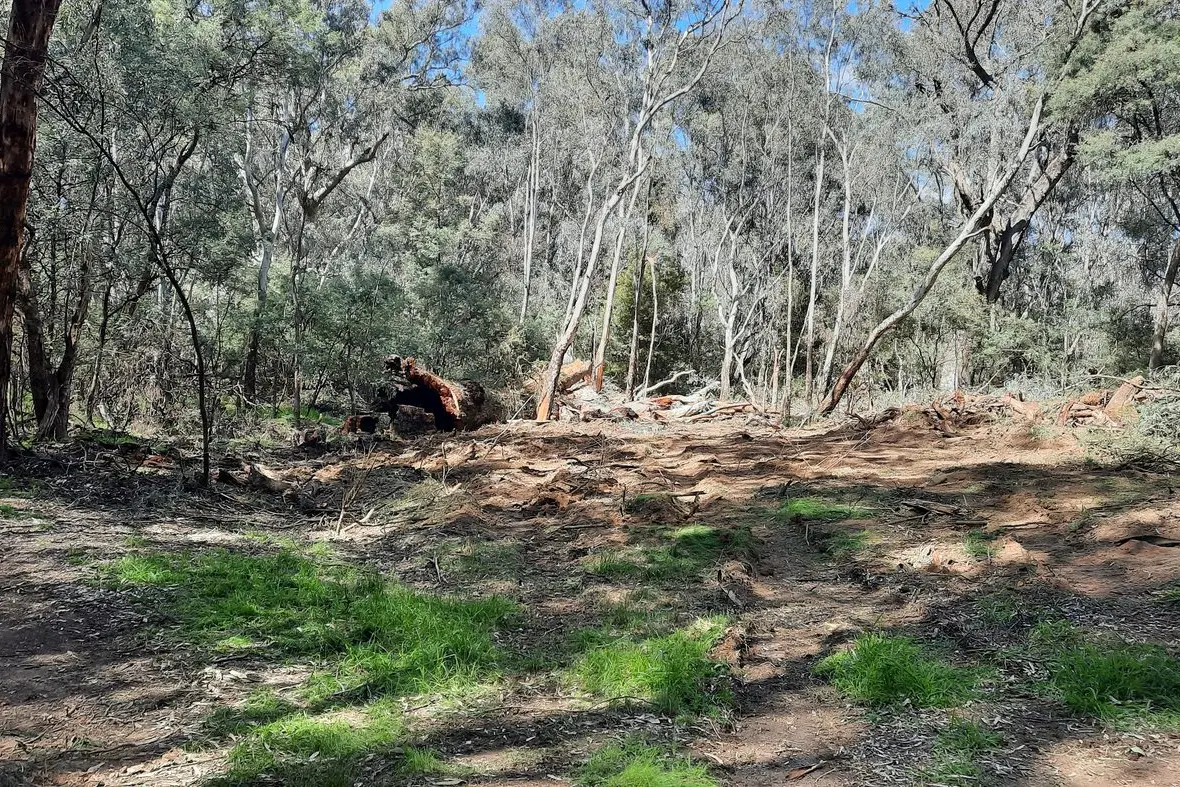 AFTERMATH: A culturally significant tree was left destroyed after it caught fire in what was believed to be a deliberate blaze on Wednesday morning.
