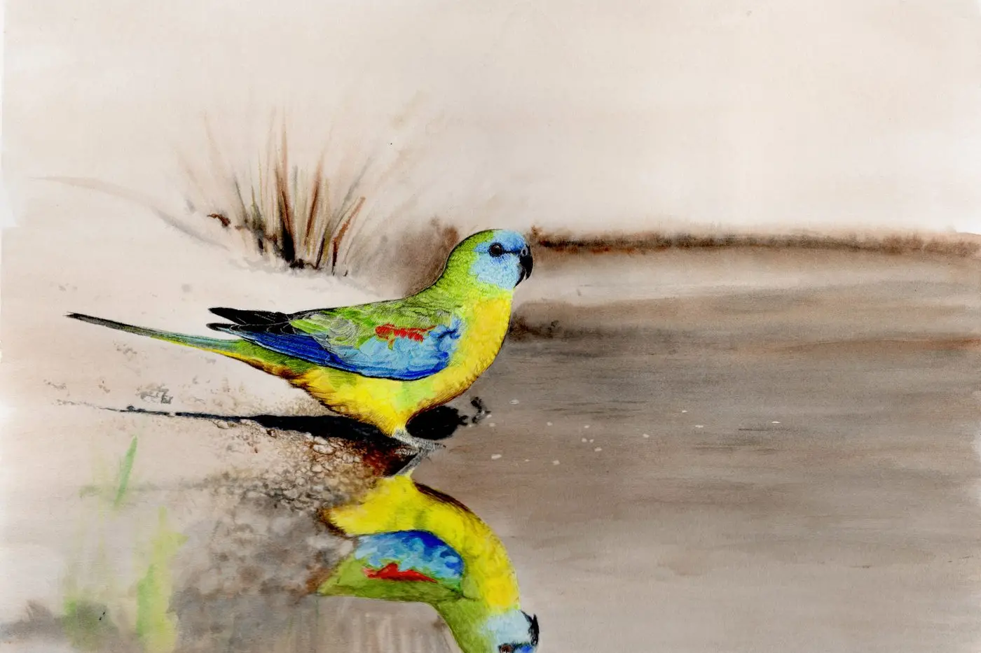 LOCAL SPECIES: A watercolour painting of turquoise parrot by Oxley artist Donna Prentice, referenced from a photograph taken by Chris Tzaros, is a finalist in 2025 Holmes Prize for Excellence in Realistic Australian Bird Art.