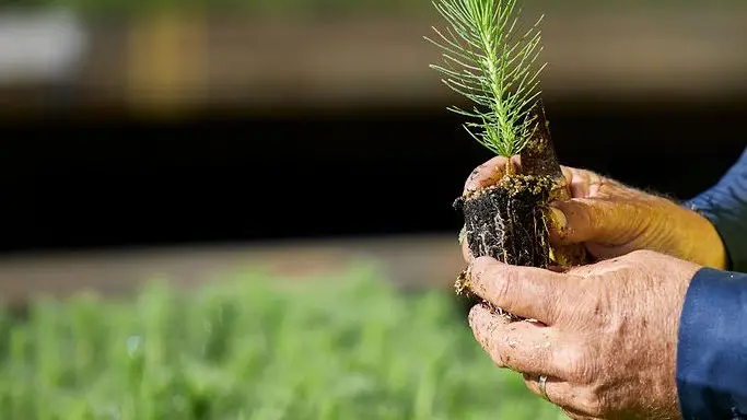 Program to help grow more farm forestry trees