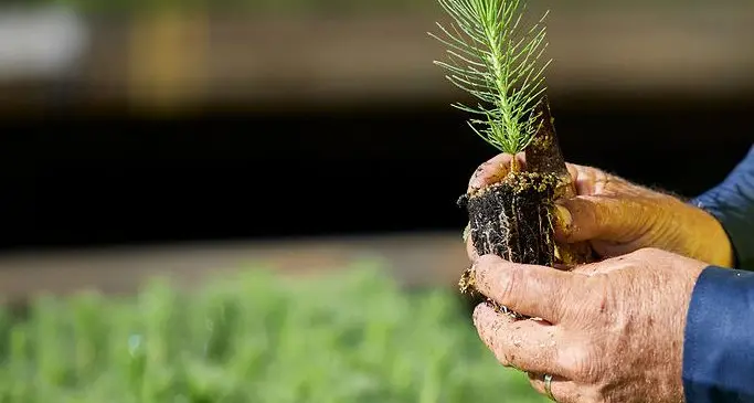 Program to help grow more farm forestry trees