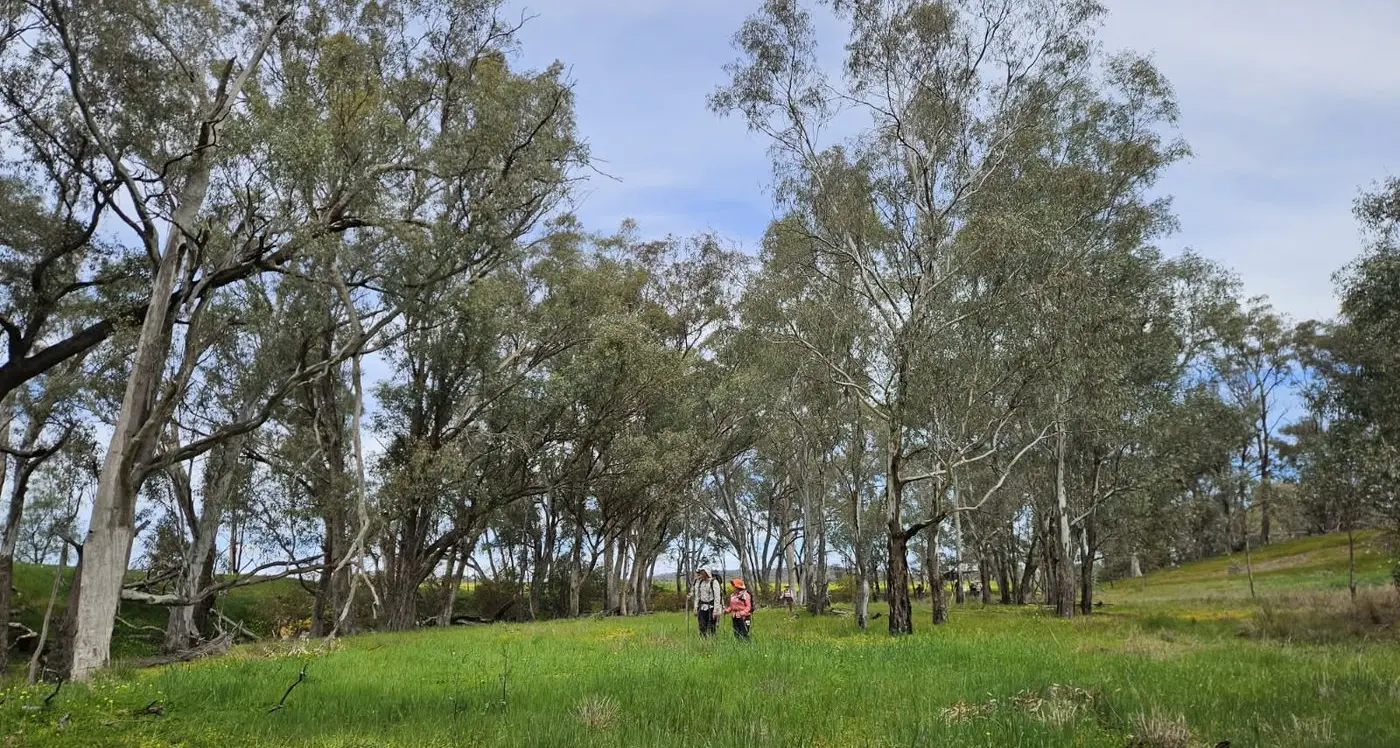 Explore Killawarra on a guided Springtime Wildflower Walk