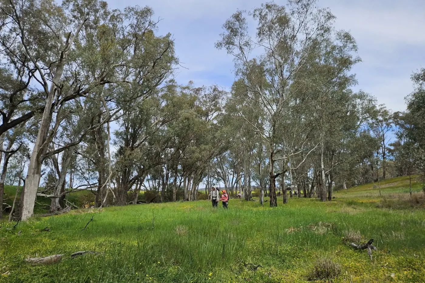 LOCAL WONDER: The Friends of Warby Ovens National Park will share the beauty of the Killawarra Forest on Friday, including its old Red Gums and Box Ironbark and wildflowers. PHOTO: John Widmer