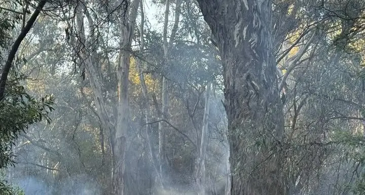 Police investigating suspicious Platypus Beach tree fire