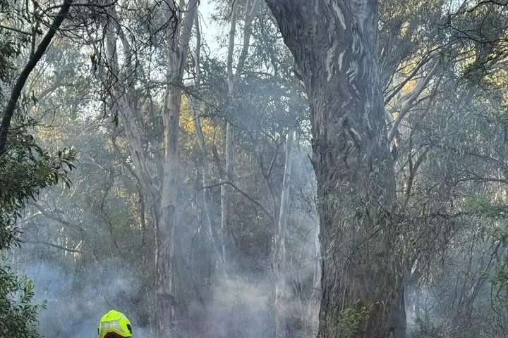 LIT UP: A nearby walker at the Northern Beaches called Triple Zero after finding the base of a 30m high and 1.5m wide red gum tree along with nearby grass and scrub in flames on Wednesday morning.