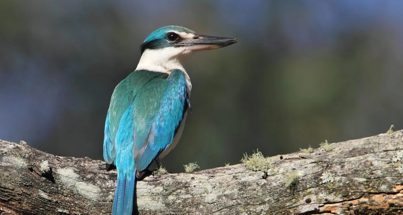 Sacred Kingfisher – another warm season visitor