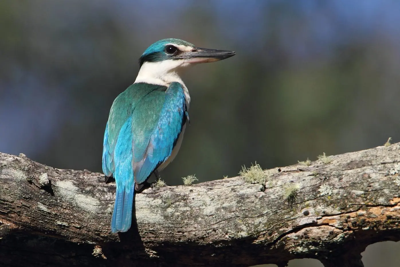 ON THE HUNT: Sacred Kingfisher looking for prey. PHOTO Chris Tzaros (Birds Bush and Beyond)