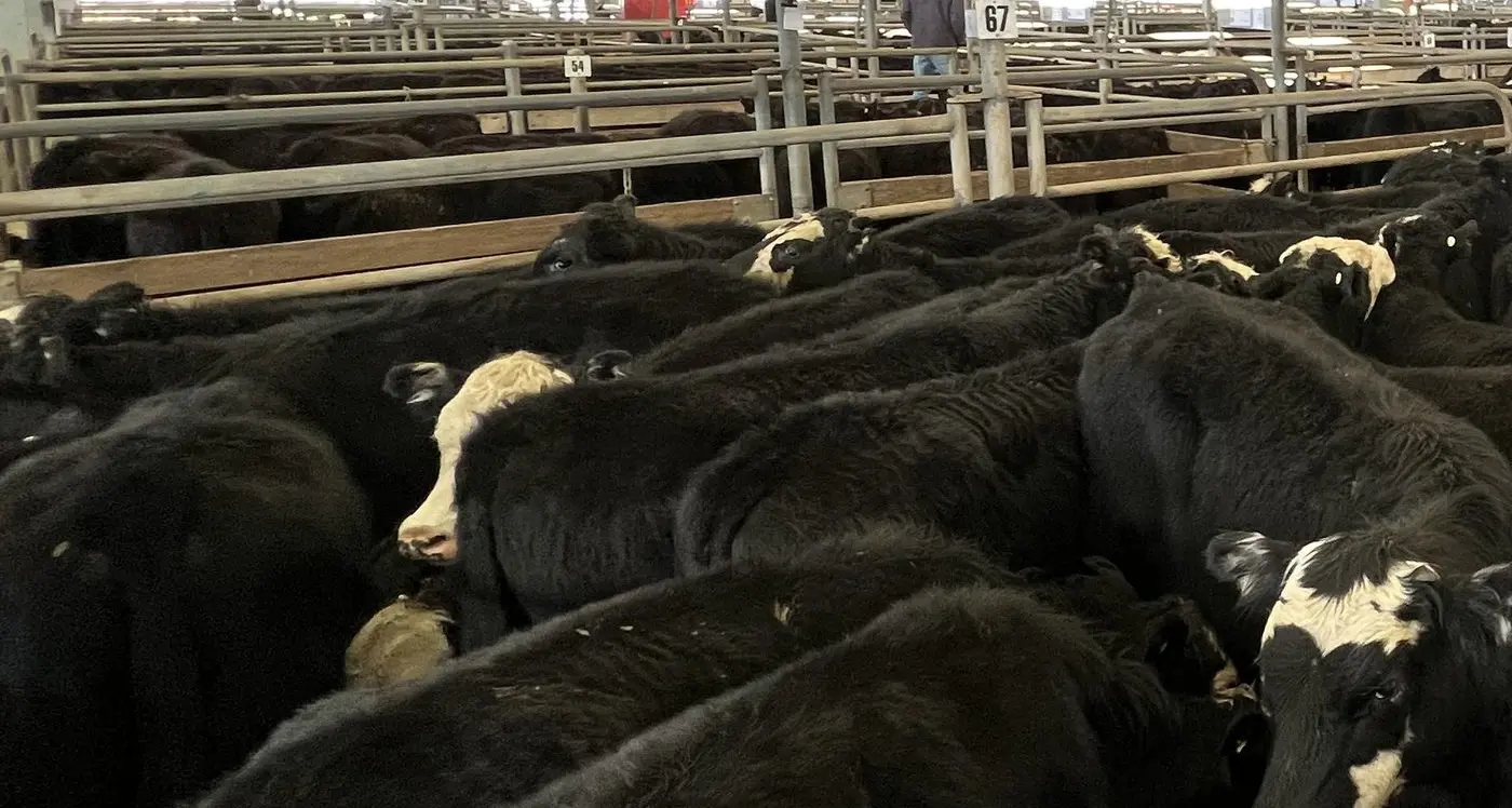 Cattle yarding well up but prices down on last month