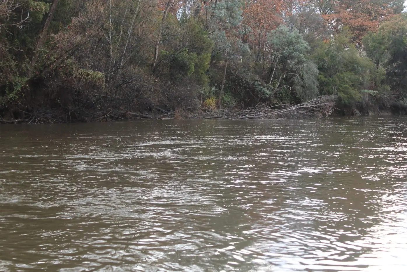 NEW NECMA WATERWAY PROJECT IN THE WORKS: Riverbanks and waterway habitats across the state to be improved for the future of native Australian species. PHOTO: Phoebe Morgan