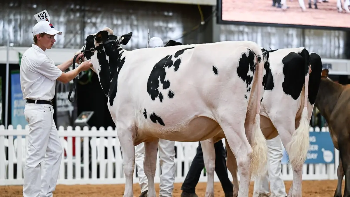 Representing Victoria in dairy judging on the national stage