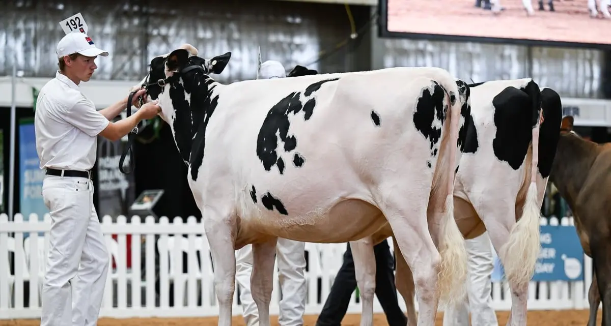 Representing Victoria in dairy judging on the national stage
