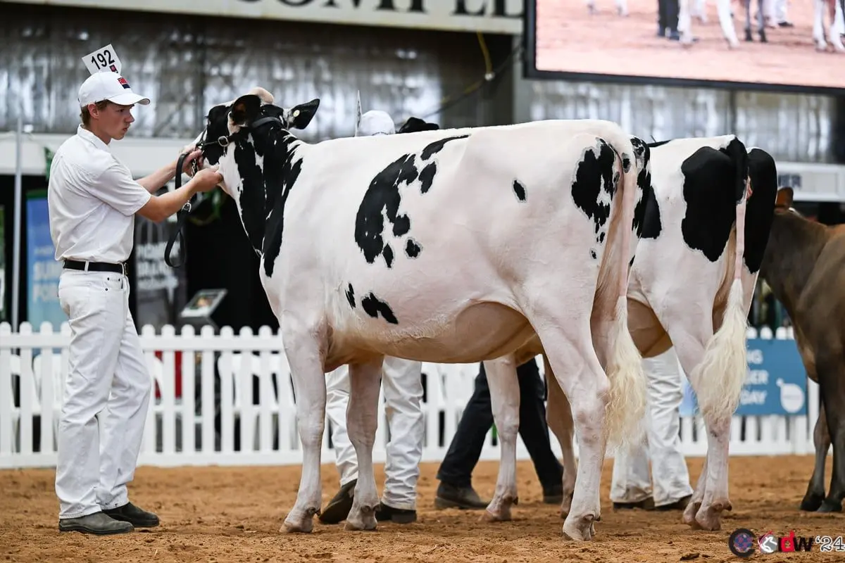 DAIRY JUDGE: Nar Nar Goon\\'s Luke Gardiner heads to Adelaide in September to compete for young dairy judge title.