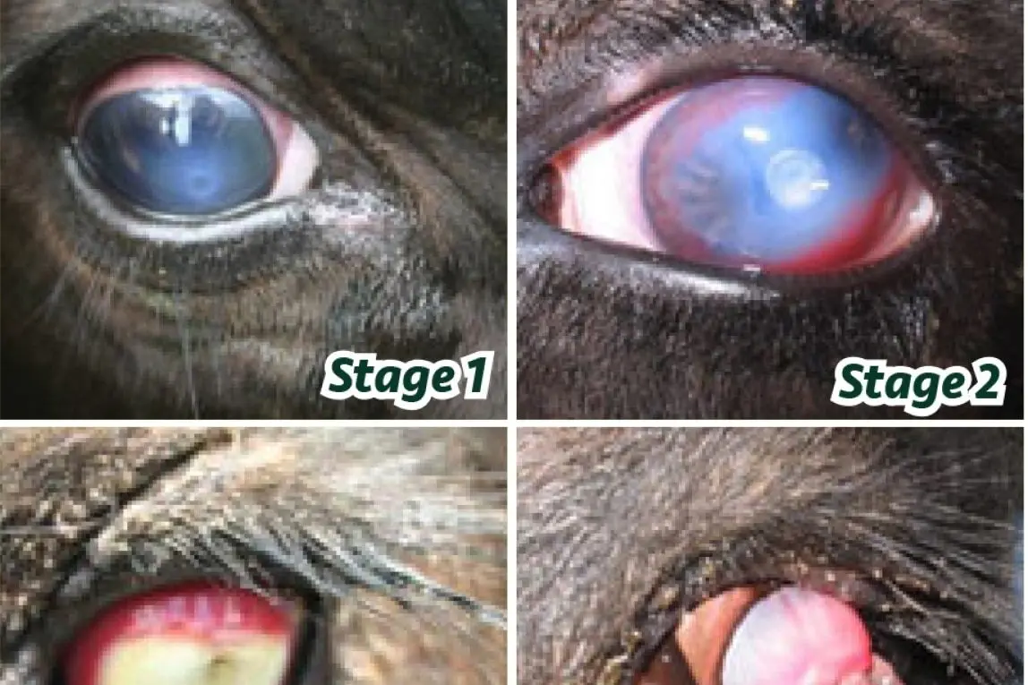 With the recent heavy rainfall, there is likely to be an explosion of flies in southern Australia creating ideal conditions for pink eye over the next couple of months. Id:19853