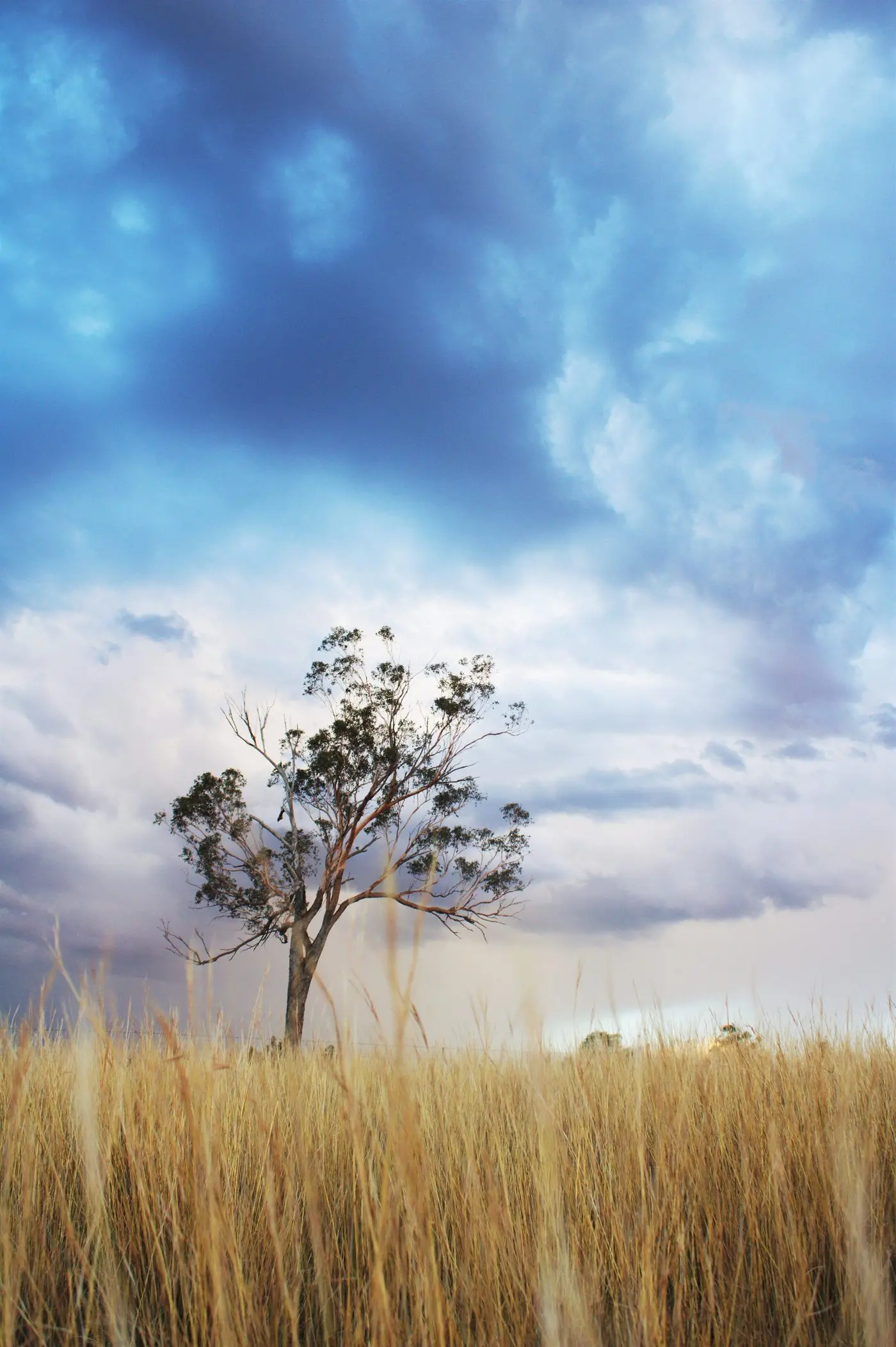CLEAR SKIES: The Victoria Drought Resilience Adoption and Innovation Hub says now an important time for all farm businesses to put various elements of their operation under a \"drought\\u2013resilience microscope\". PHOTO: Elaine Alex Id:41516