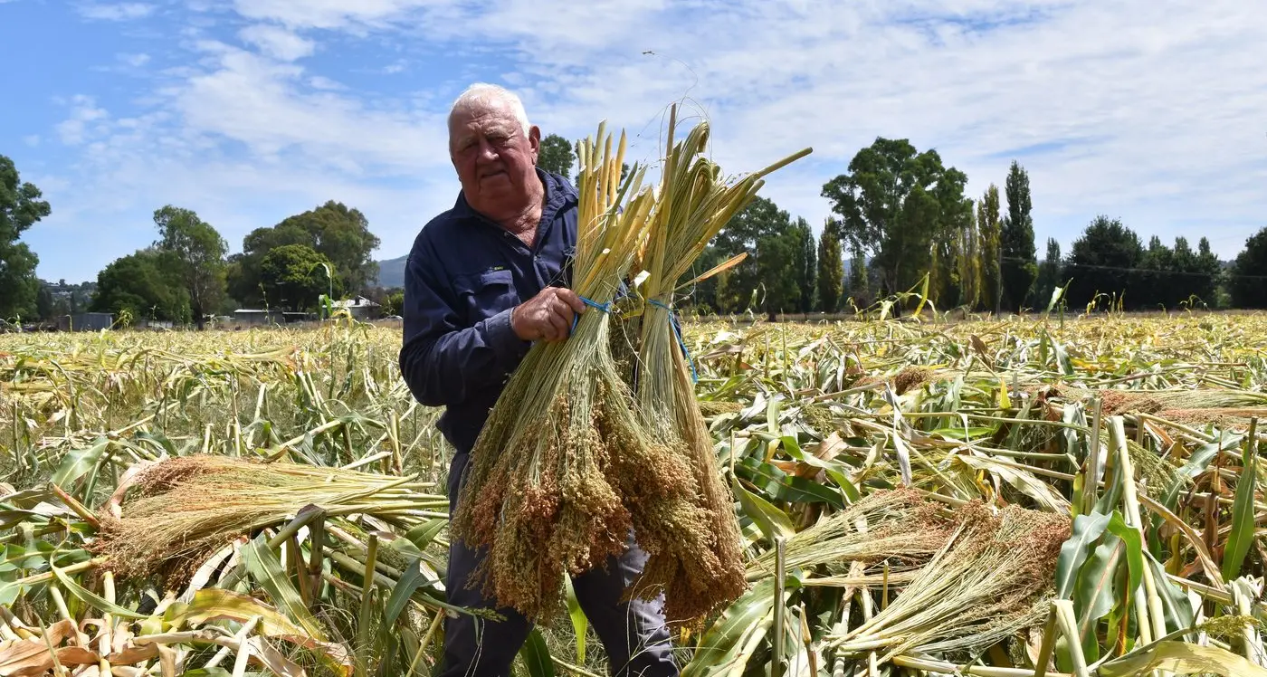 Harvest time - a 62 year tradition continues