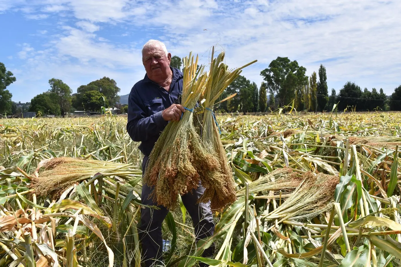 ANOTHER HARVEST DOWN: Tumut River Broom Millet grower Peter Sturt stands among the remains of the harvested millet crop \\u2013 almost 10 acres of broom millet harvested over the past six days. PHOTO: Pam Zierk-Mahoney.
