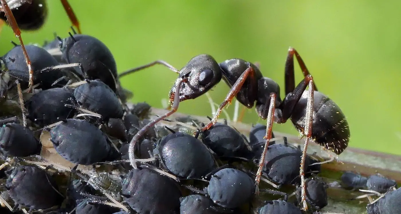 Scientist leads research for higher yielding crops