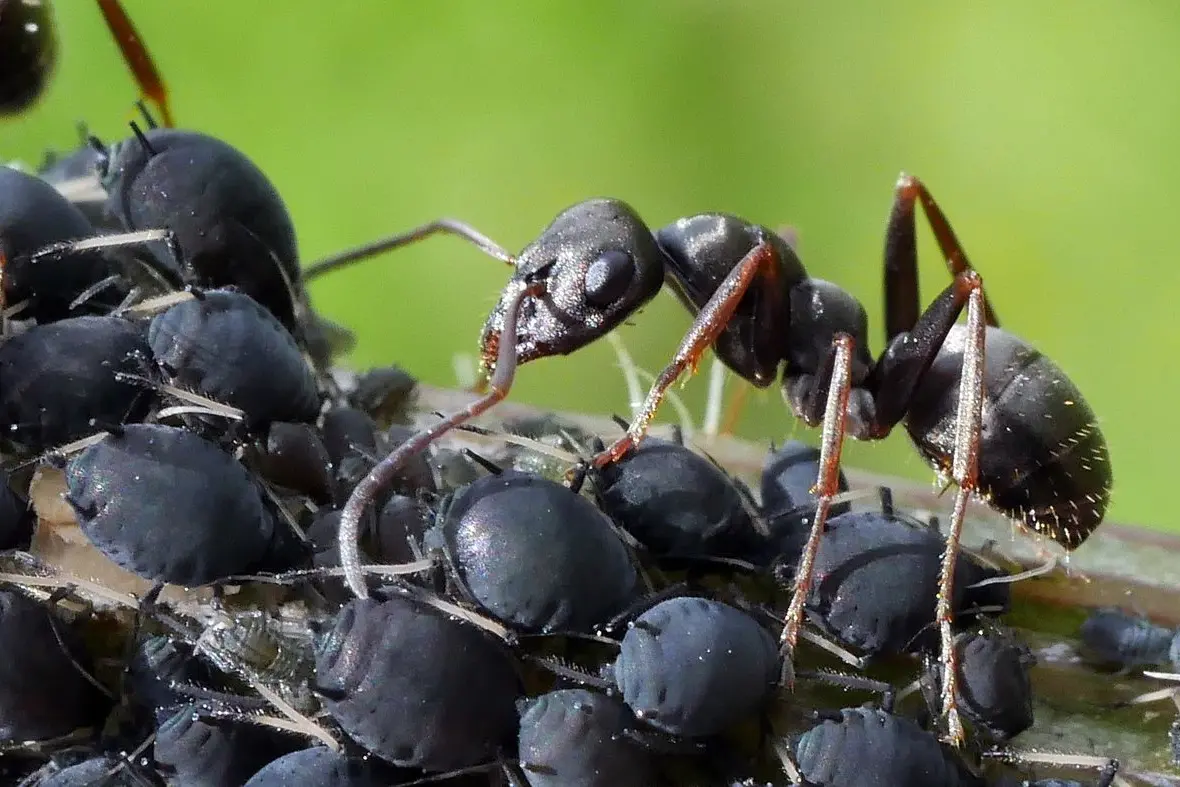 PARTNERS IN CRIME: Aphids are responsible for transmitting barley yellow dwarf virus which significantly reduces cereal yield.