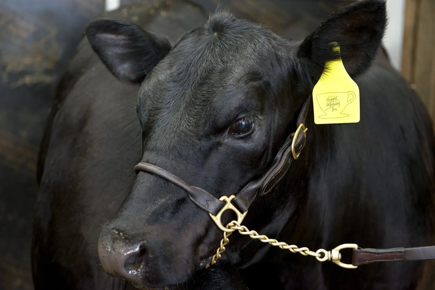 THE WHOLE PACKAGE: The heifers have been halter broken and will be heading off to a few local shows with some young cattle handlers in the build-up to the auction.