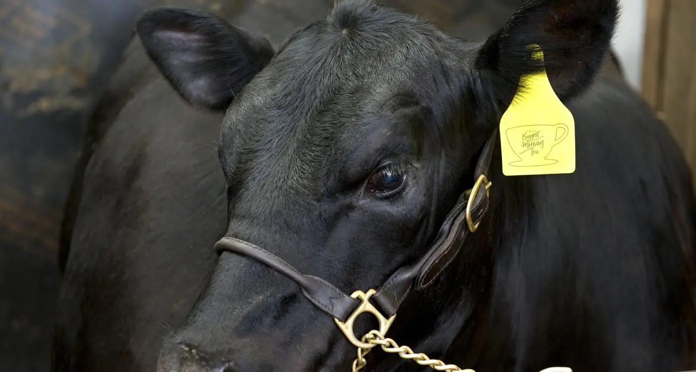 Top-of-the-drop goes under the hammer at Wattlewood for cancer research fundraiser