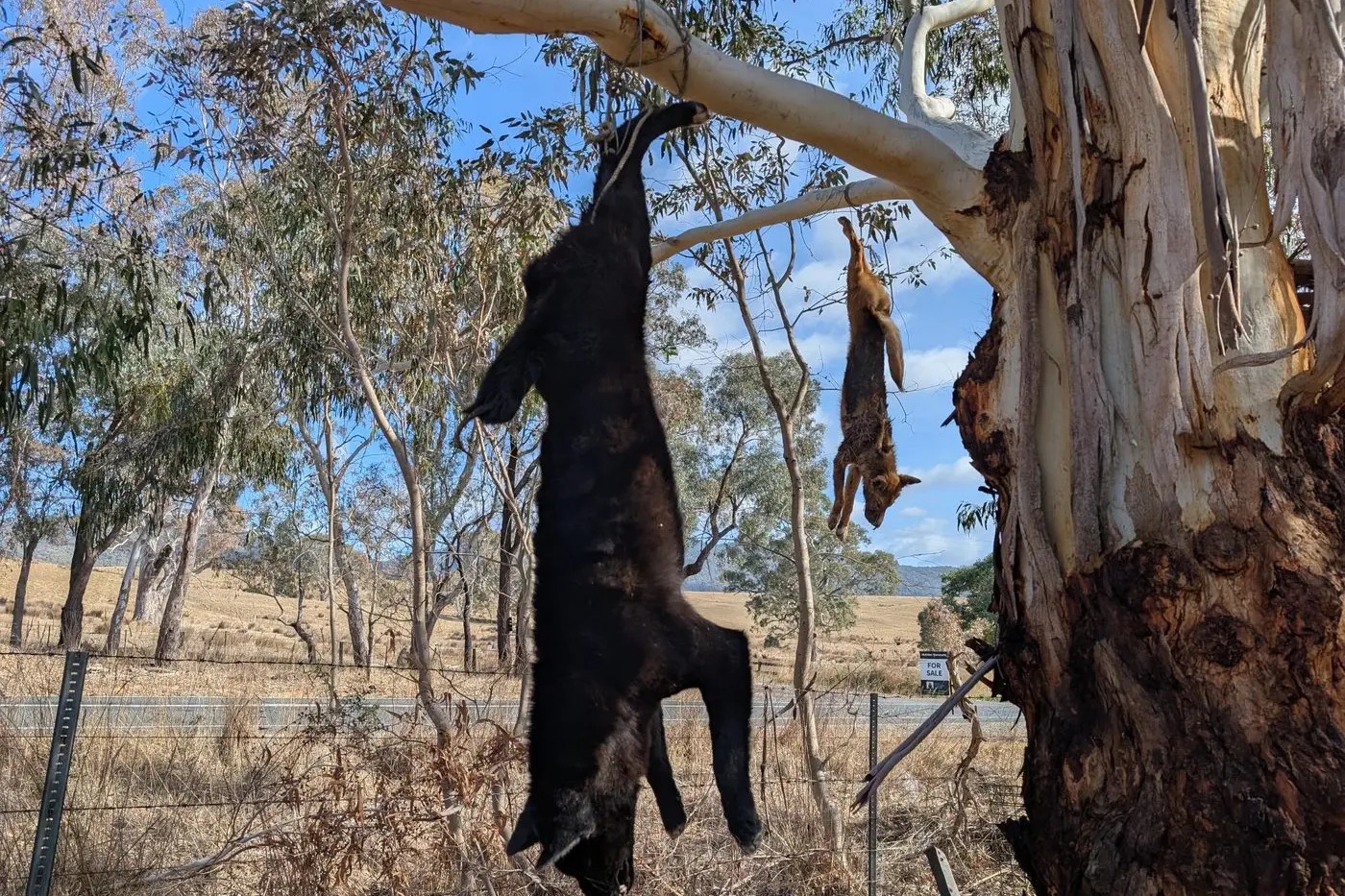 A MESSAGE: A large black dog, believed by the farmer to be a wild dog, was strung from a tree near Barjarg on Sunday, 4 May. The display drew criticism from some residents, who said the method of sending the message was distressing and inappropriate. PHOTO: Mike Smith\\n\\n\\n\\n\\n\\n\\n\\n