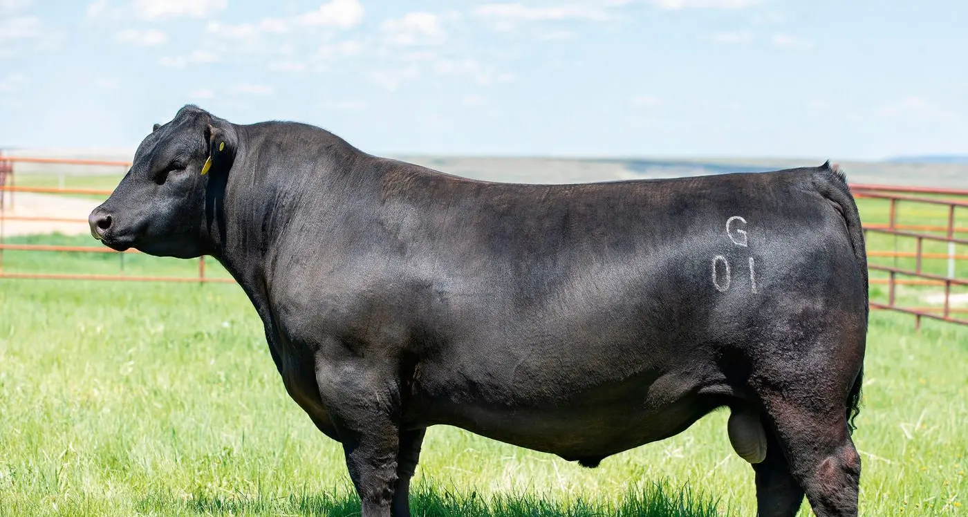 The Alpine advantage with feature sires aplenty