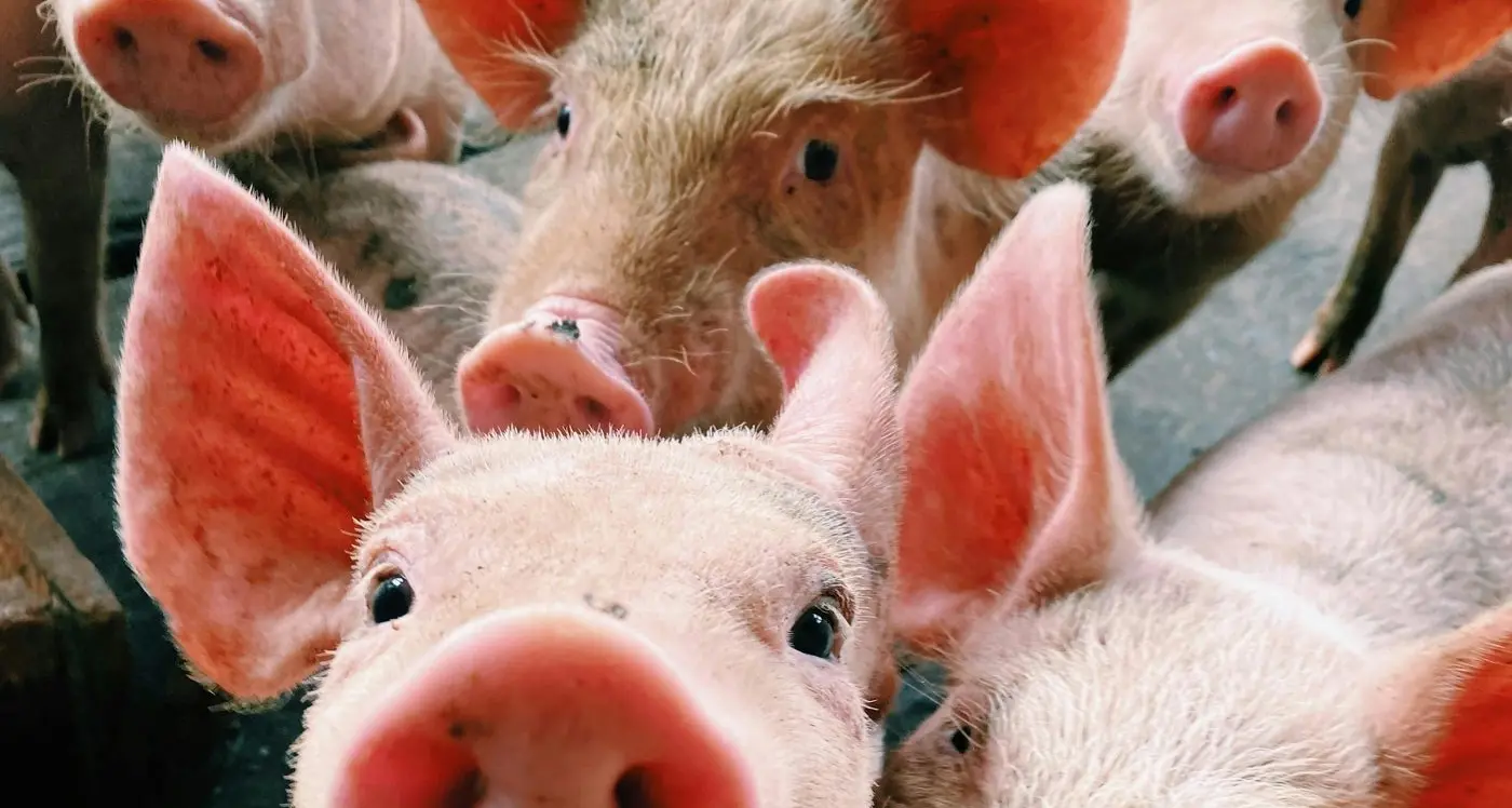 State government support for pig welfare recommendations