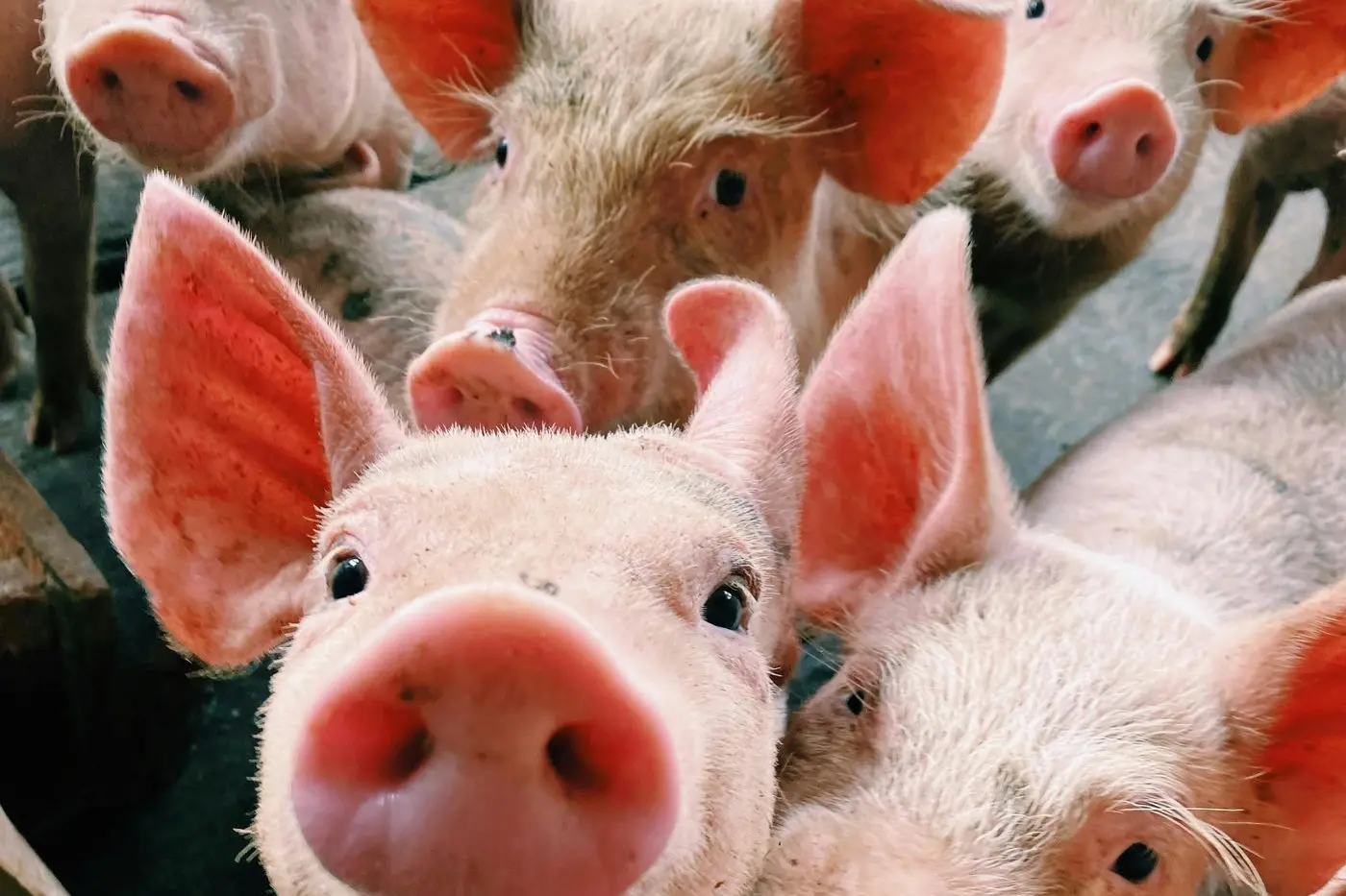 PIG WELFARE: The state government has supported several recommendations to ensure best outcomes for the care of farmed pigs. PHOTO: Pexels - Hayana Fernanda
