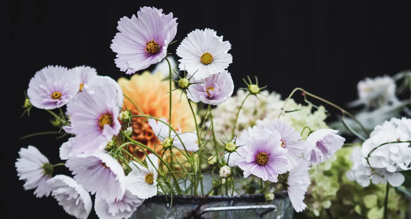 Cultivating spring blooms in winter’s chill