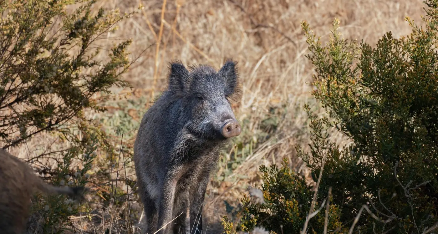 Partnering on community led action against pests