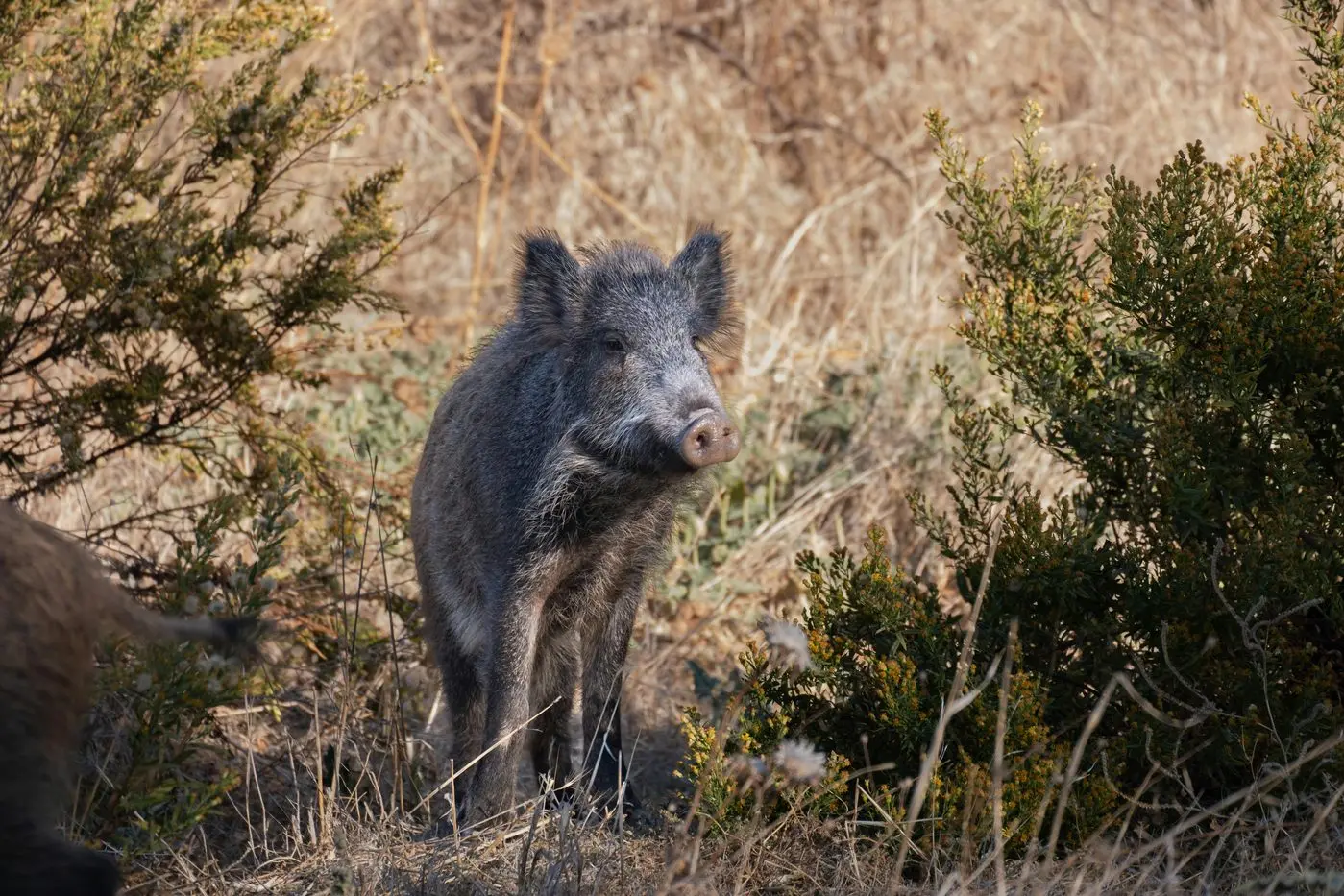 FERAL: Pigs are an ongoing problem in the Otways and a partnerships against pests state grant will be helpful to combat the problem.