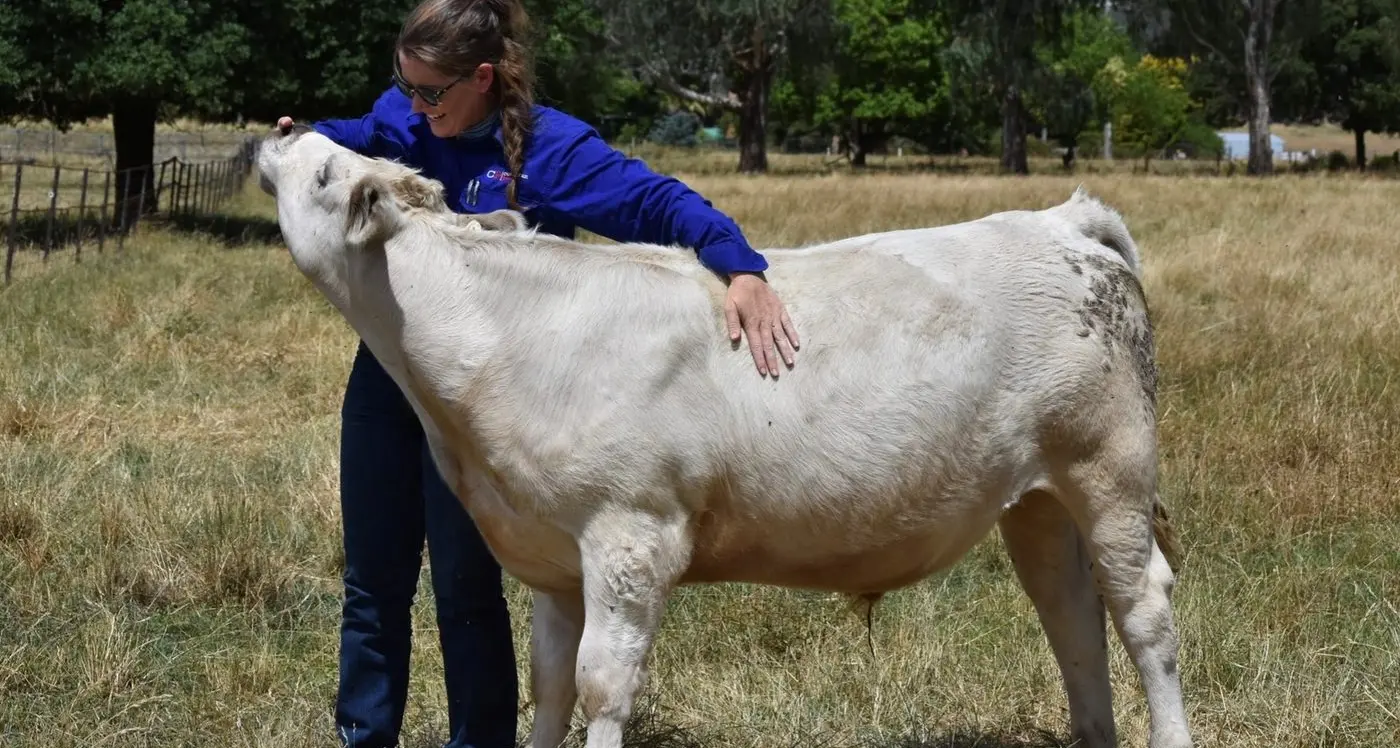 Top cattle assessor award fitting recognition for Katie Lewis