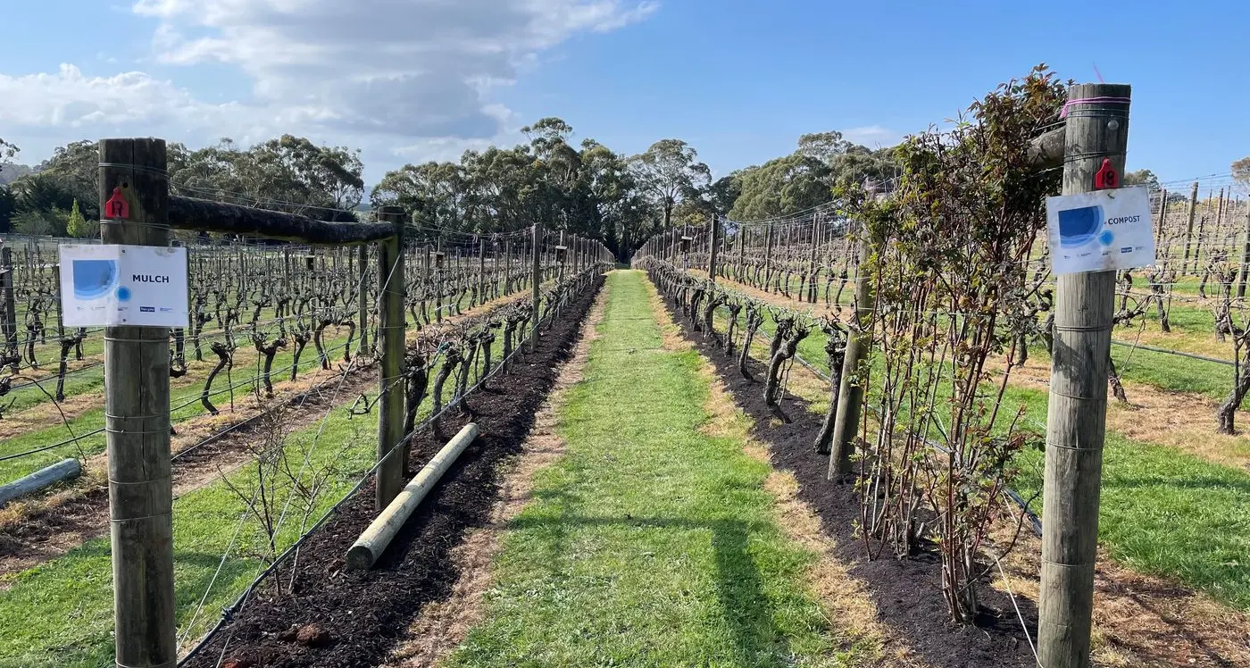 Vineyards turn green into gold