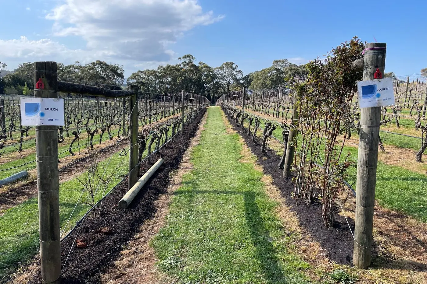 FRUITS OF THEIR LABOUR: Two vine rows tested with compost and mulch created from recycled green waste as part of the Melbourne Water agriculture trial.