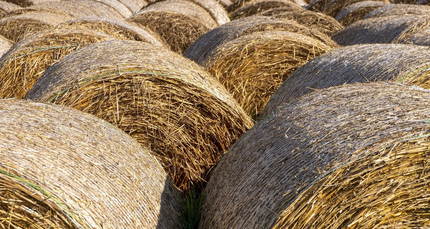 Workshop series – fodder production in a tough season