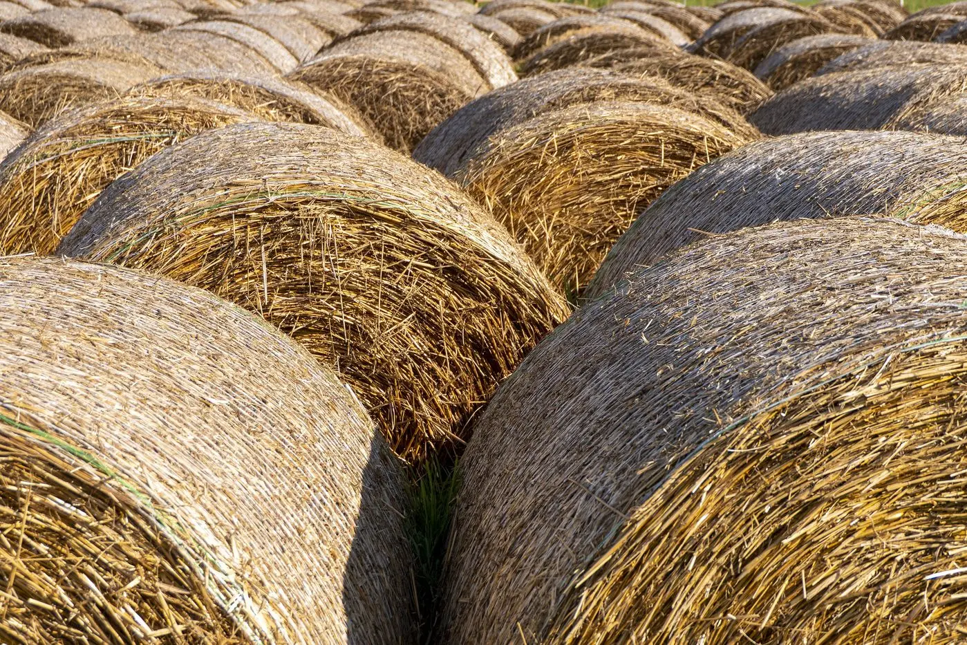 BE PREPARED: Agriculture Victoria is hosting a workshop in Mansfield around fodder production.