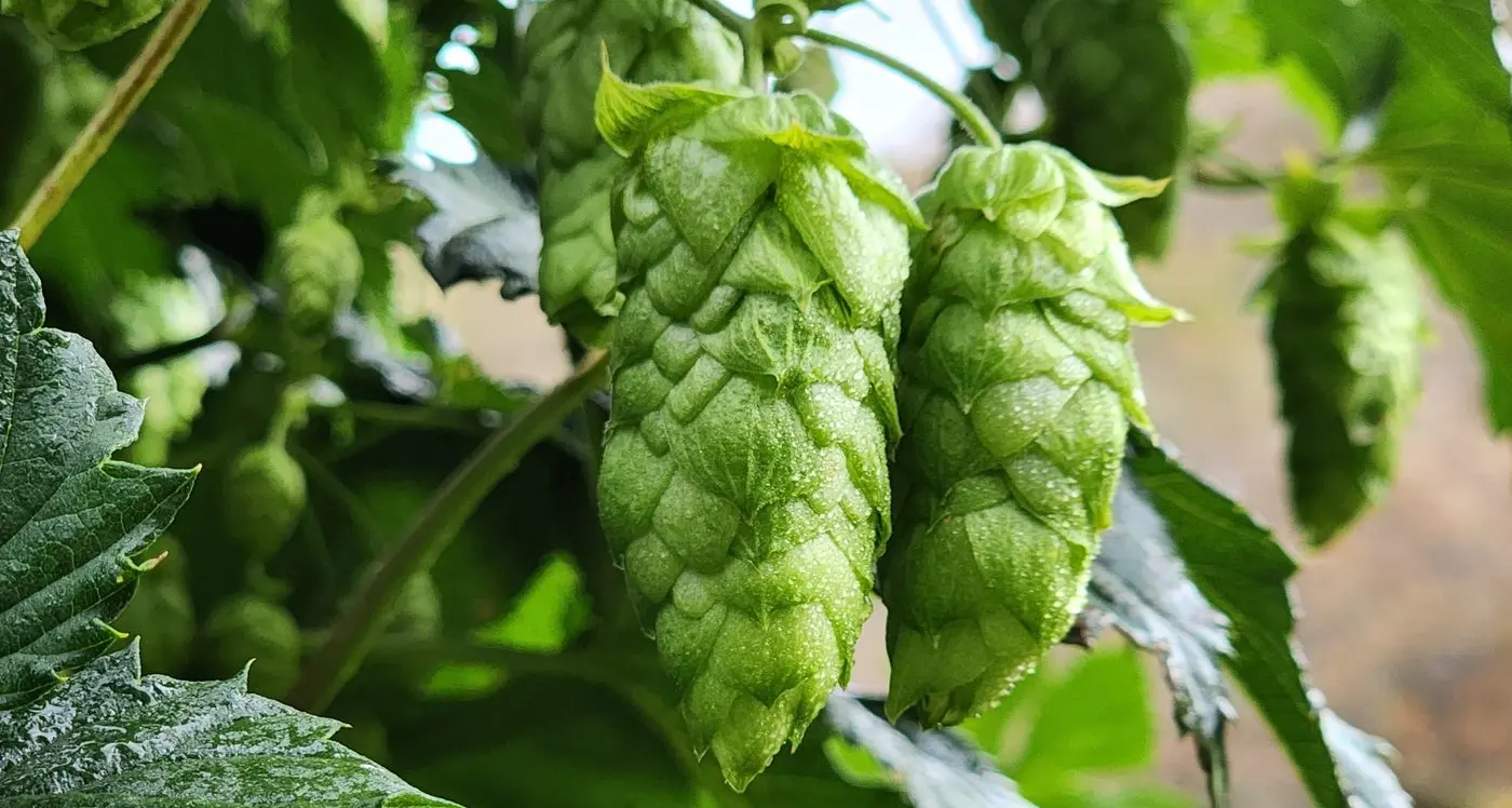 Growers happy with progress