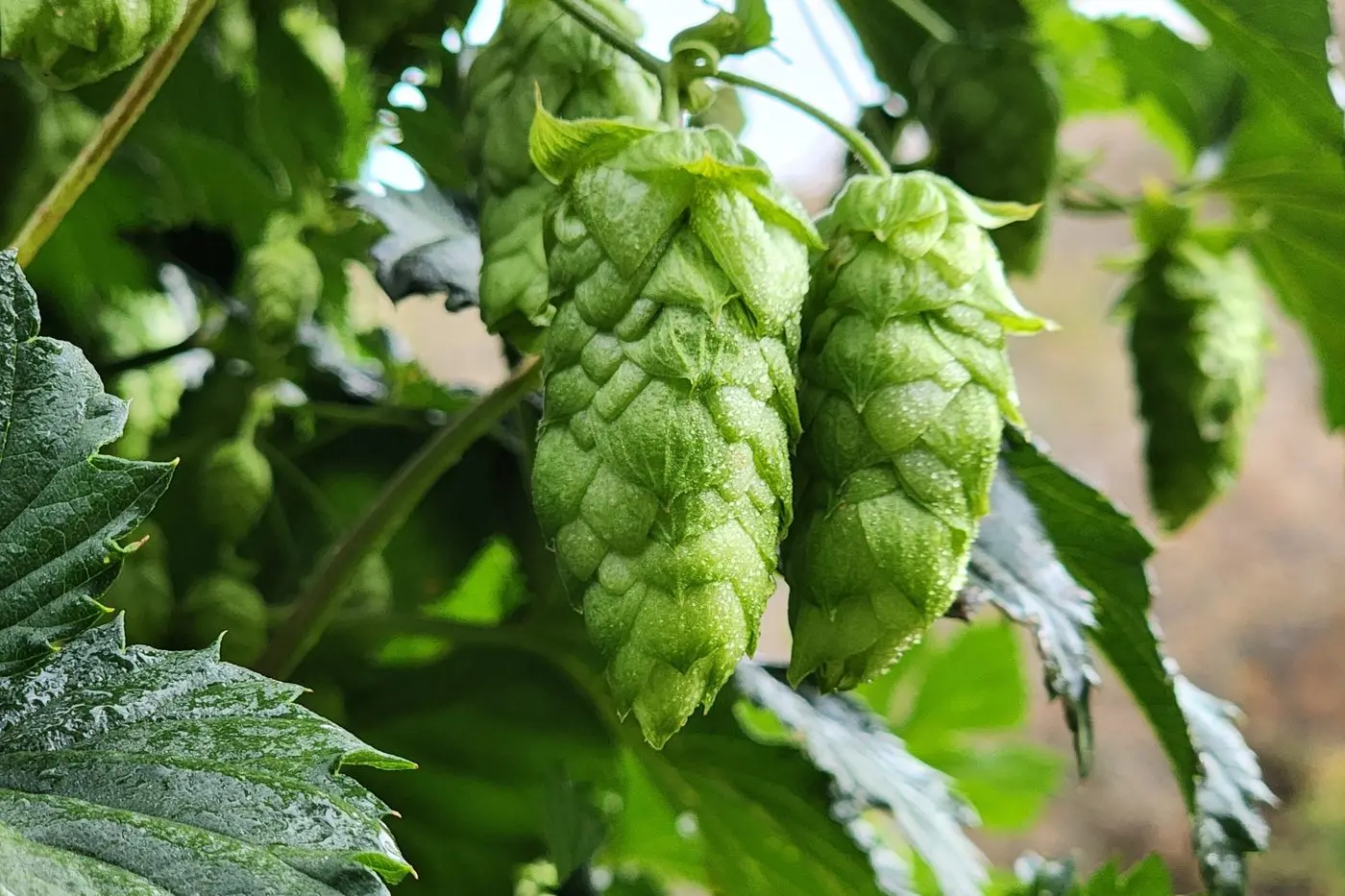 HOPS GOING STRONG: Recent wet, humid conditions have crops thriving. PHOTO: HPA