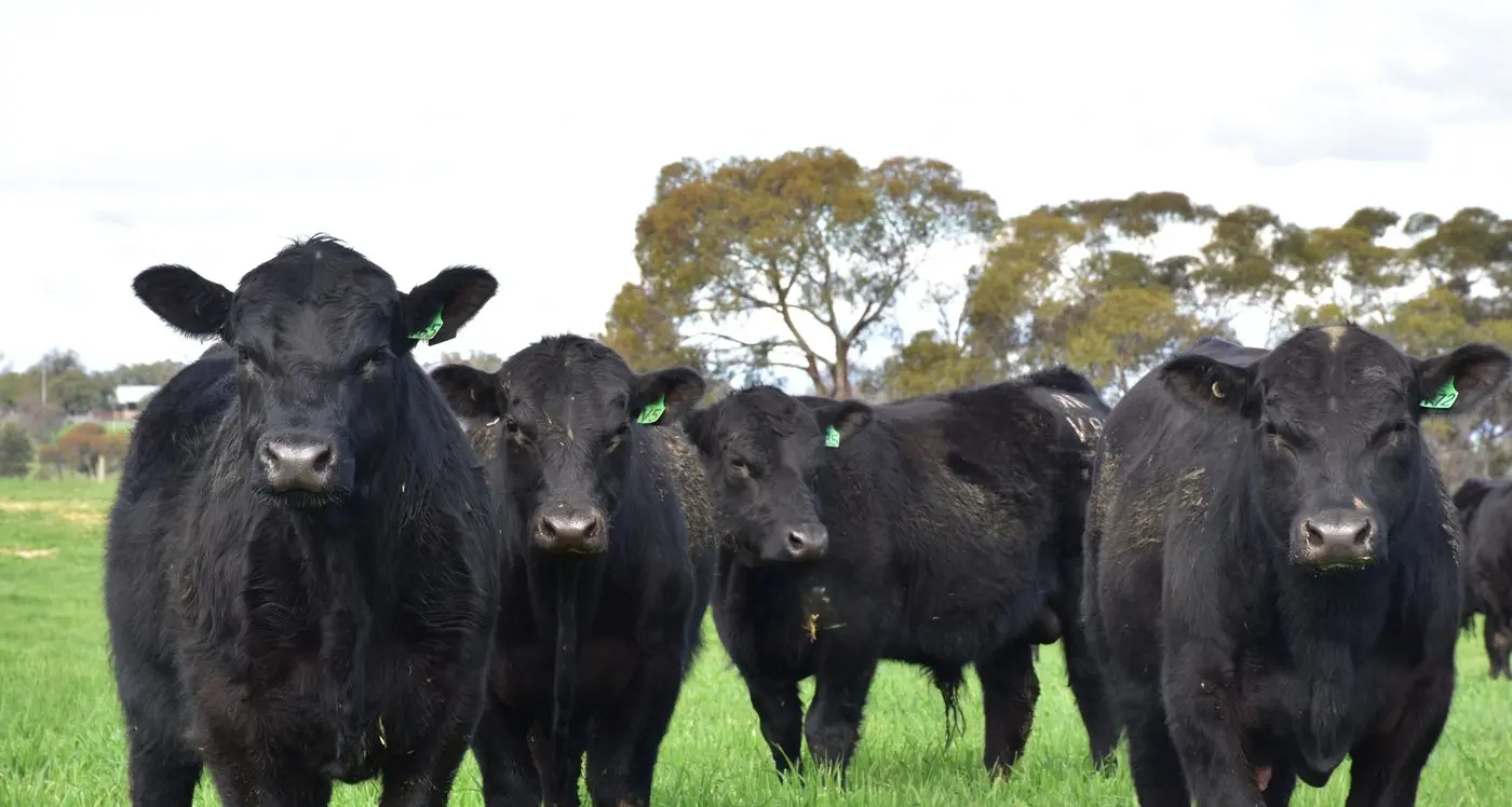 Exceptional line-up at Rossrich Angus yearling sale