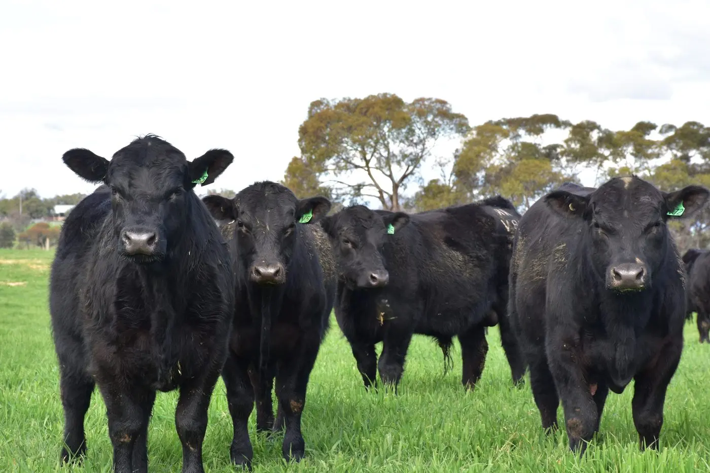 ROSSRICH 2025 SALE BULLS: Over the last five years alone Rossrich Angus has encountered some of the best and worst seasons the region has seen, but every year has offered an exceptional line-up with stud principals attributing it to their cow herd. 