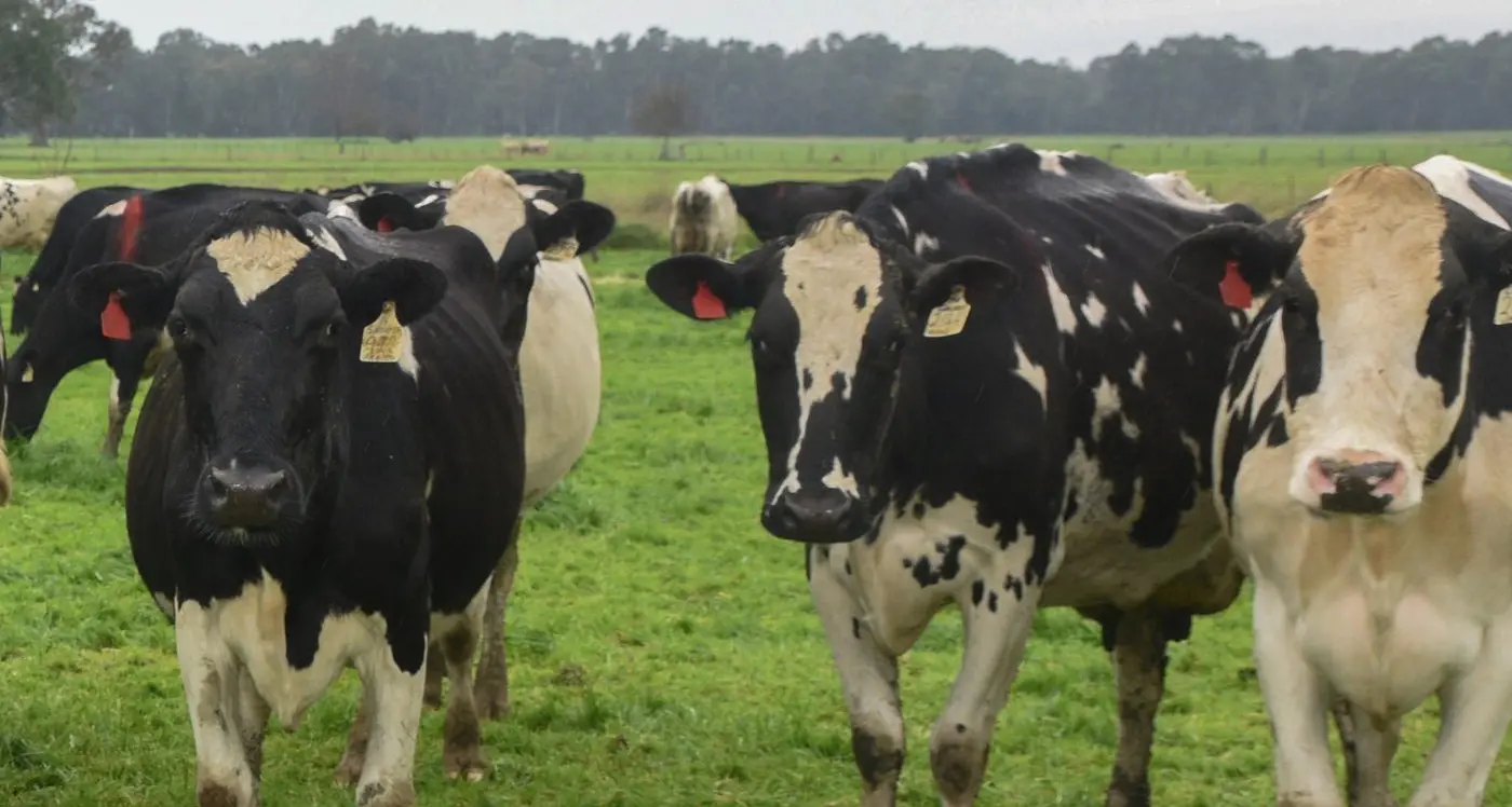 Dairy farmers welcome avian influenza funding