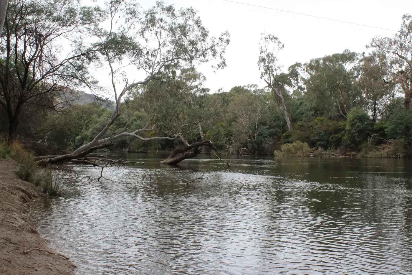 THE BEAUTIFUL GOULBURN: Camping has been opened up on crown land river frontages on the banks of the Goulburn, just outside Seymour. Id:23811